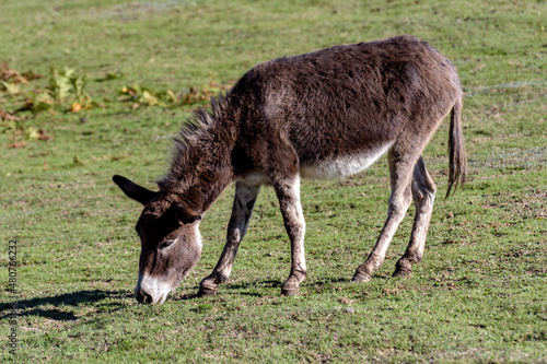 Donkey in a field