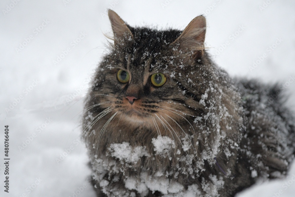 cat in snow cat in snow