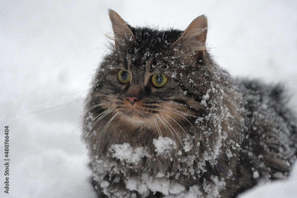 cat in snow