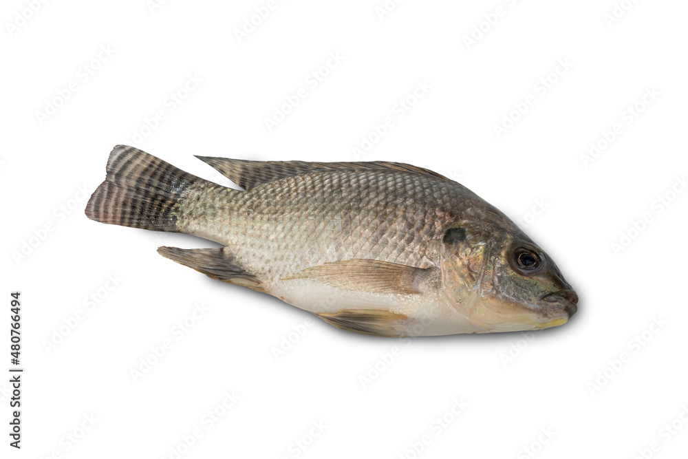 Young small Tilapia fish isolated on white background with clipping path Young small Tilapia fish isolated on white background with clipping path