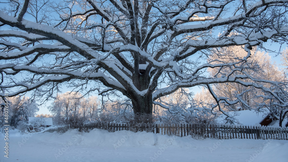 Fototapeta premium Big tree in village in above farm house, winter landscape in Pushkin mountains