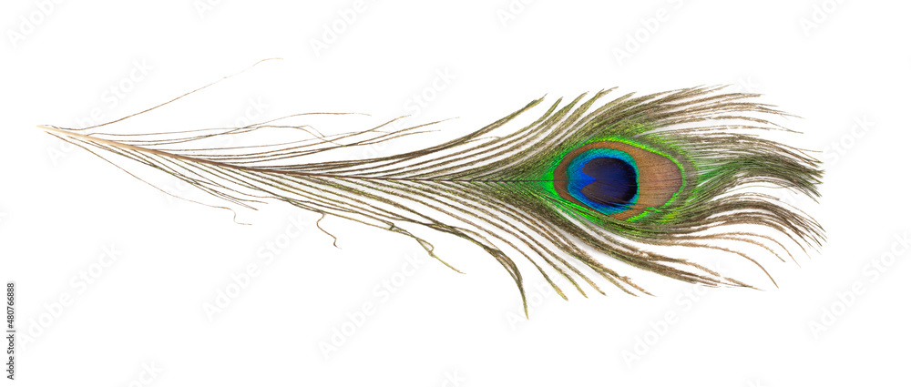 Naklejka premium peacock feather on a white isolated background