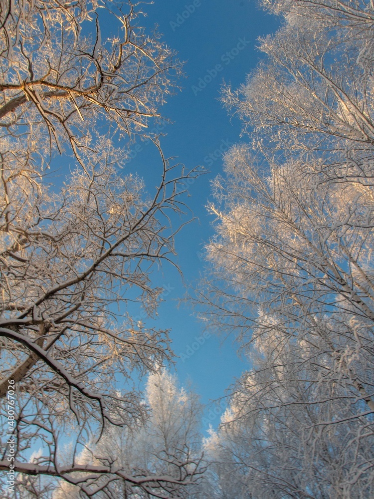 snow covered trees snow covered trees