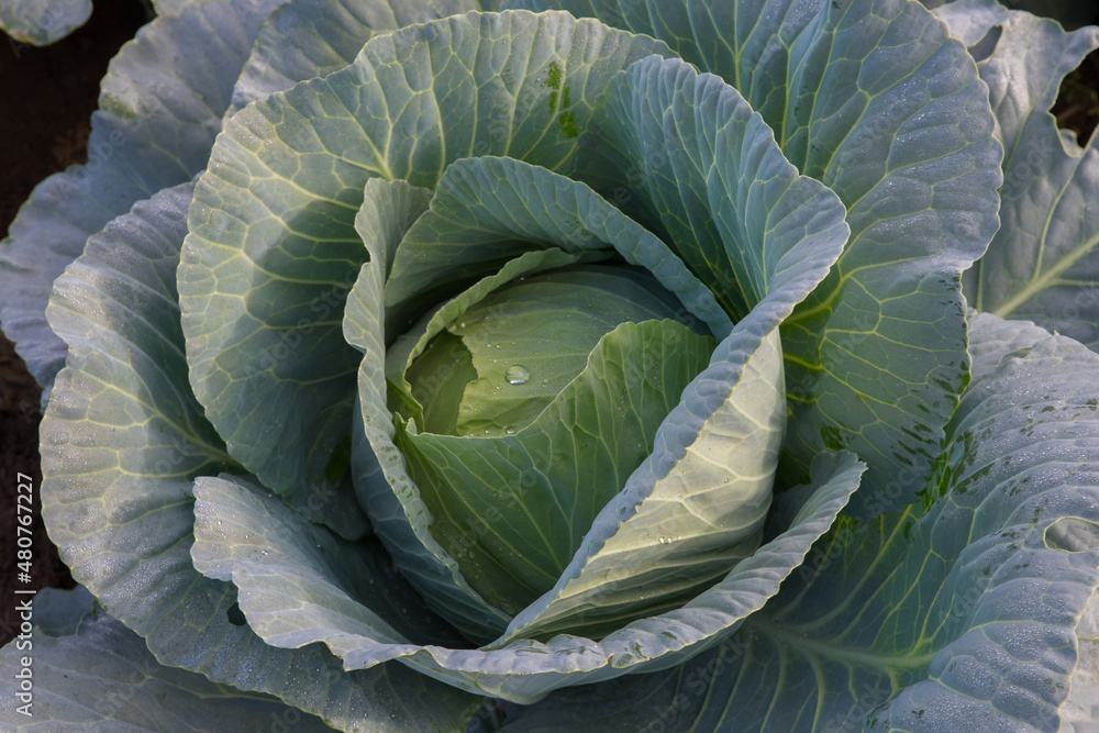 Fresh green cabbage. Fresh green cabbage.