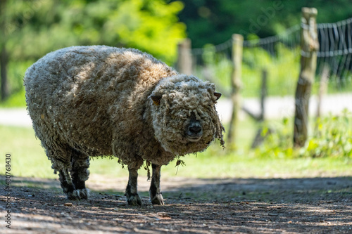 Schaaf ungeschoren  photo