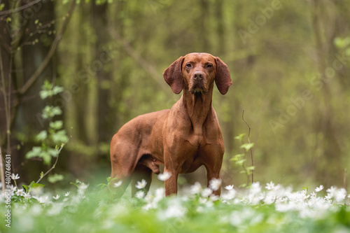 A male Hungarian Vizsla dog standing among white flowers against the backdrop of a lush spring forest. Looking away