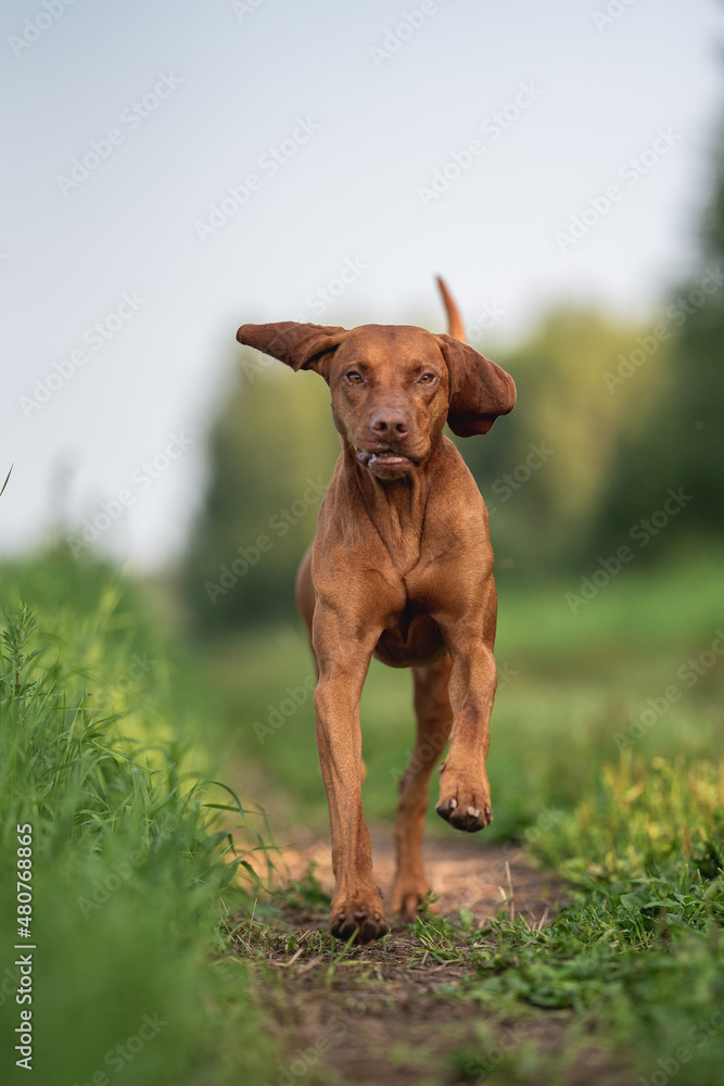 A male Hungarian Vizsla dog running in the middle of an oat field against a blue sky. The mouth is open. Paws in the air. Crazy dog