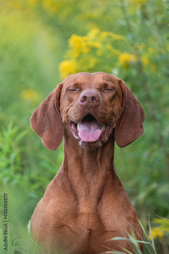 Close-up portrait of Male Hungarian Vizsla dog among yellow flowers and summer greenery. Dog emotions. The mouth is open. The eyes are closed