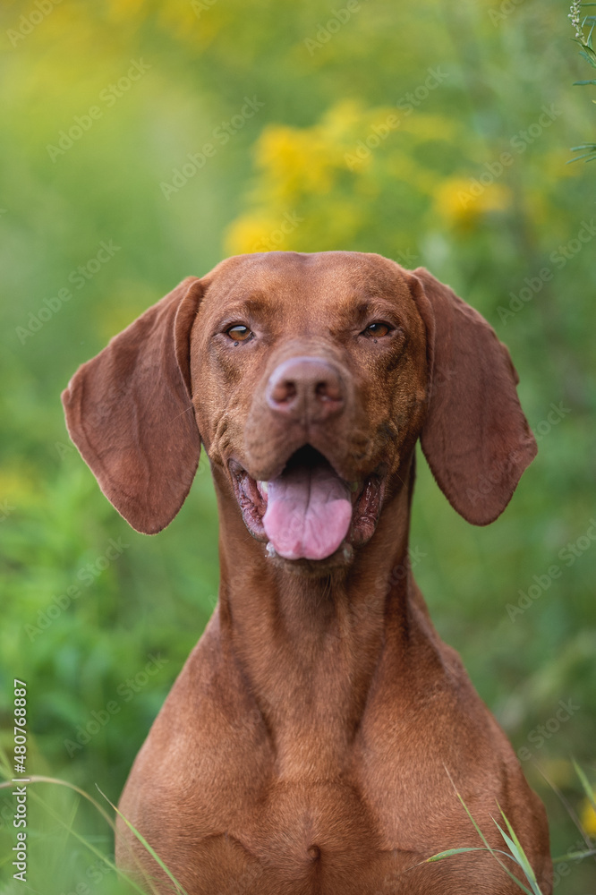 Close-up portrait of Male Hungarian Vizsla dog among yellow flowers and summer greenery. Dog emotions. The mouth is open. Looking into the camera