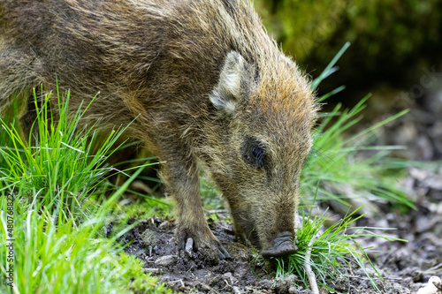 Wildschweinbaby Nahaufnahme © Brüsertiv