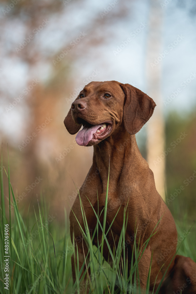 Close-up portrait of Male Hungarian Vizsla dog among summer greenery. Dog emotions. The mouth is open. Looking away Close-up portrait of Male Hungarian Vizsla dog among summer greenery. Dog emotions. The mouth is open. Looking away
