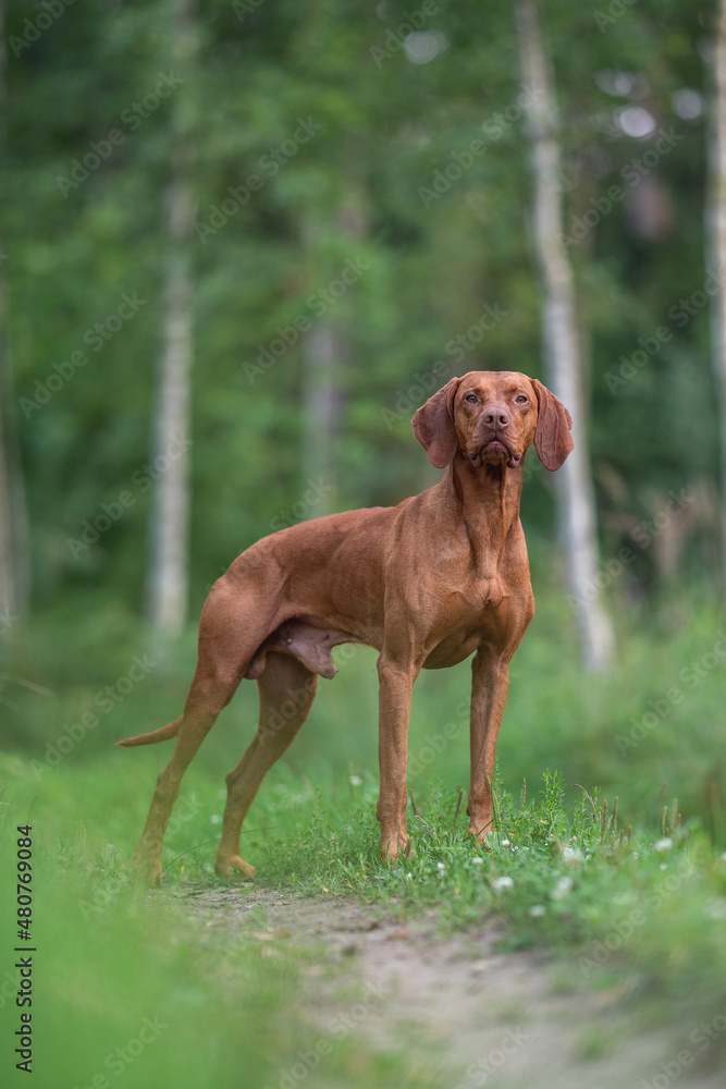 A male Hungarian Vizsla dog standing on a path in the middle of a green summer forest. Dog posing. Looking into the camera. A male Hungarian Vizsla dog standing on a path in the middle of a green summer forest. Dog posing. Looking into the camera.