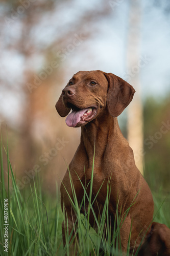 Close-up portrait of Male Hungarian Vizsla dog among summer greenery. Dog emotions. The mouth is open. Looking away