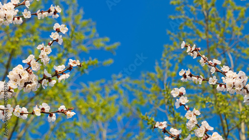 Beautiful branches with apricot flowers with a deep blue background