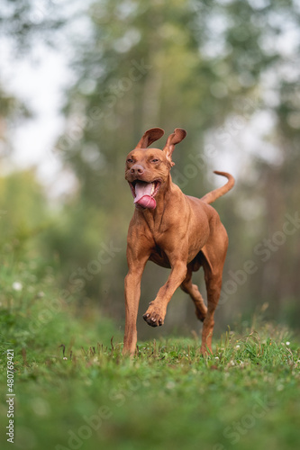 Male Hungarian Vizsla dog running against the background of a summer forest. The mouth is open. Paws in the air. Crazy dog