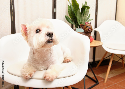 West highland terrier dog lies on a chair in an animal salon