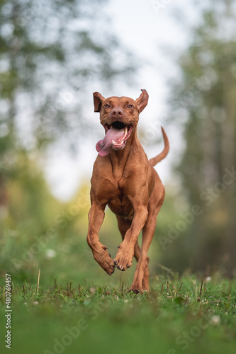 Male Hungarian Vizsla dog running against the background of a summer forest. The mouth is open. Paws in the air. Crazy dog