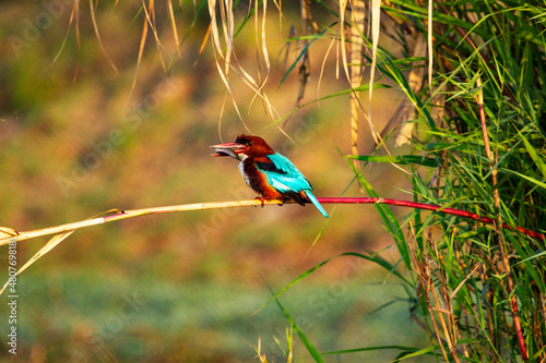 Kingfisher with Fish in its beak at Chilka Bird Sanctuary in Orrisa in India photo