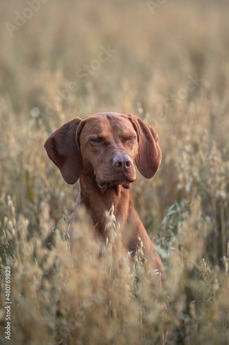 Male Hungarian vizsla dog in the middle of an oat field at sunset. Dog posing. Dog portrait. The eyes are closed.