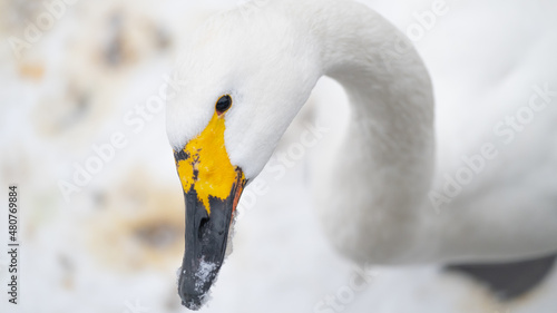 Portrait of whooper swan (Cygnus cygnus) bird. Snow winter background. Close up. Bird with black and yellow beak