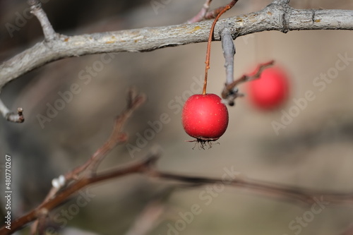 red berries on a branch