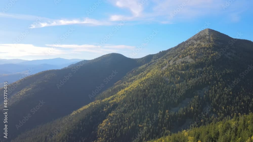 Aerial view of hillside with dark spruce forest trees at fall bright day. Beautiful scenery of wild mountain woodland Aerial view of hillside with dark spruce forest trees at fall bright day. Beautiful scenery of wild mountain woodland