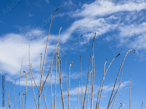 Naked tree branches in front of blue sky with white clouds