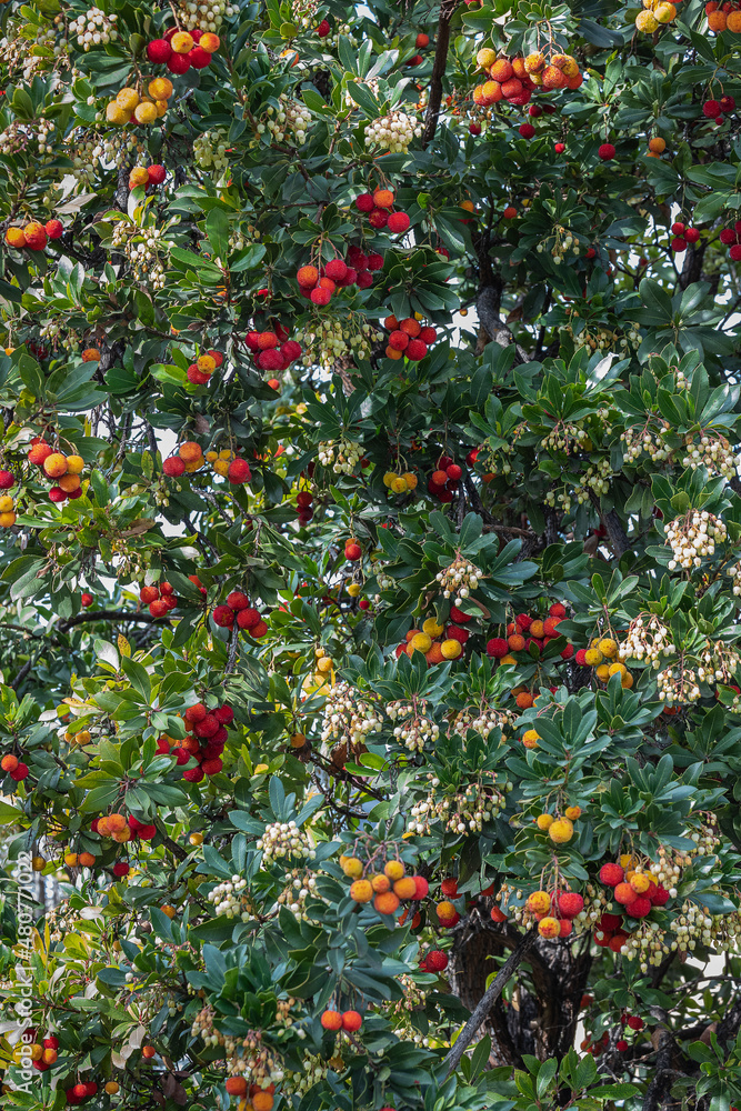 closeup of the fruits of the strawberry tree