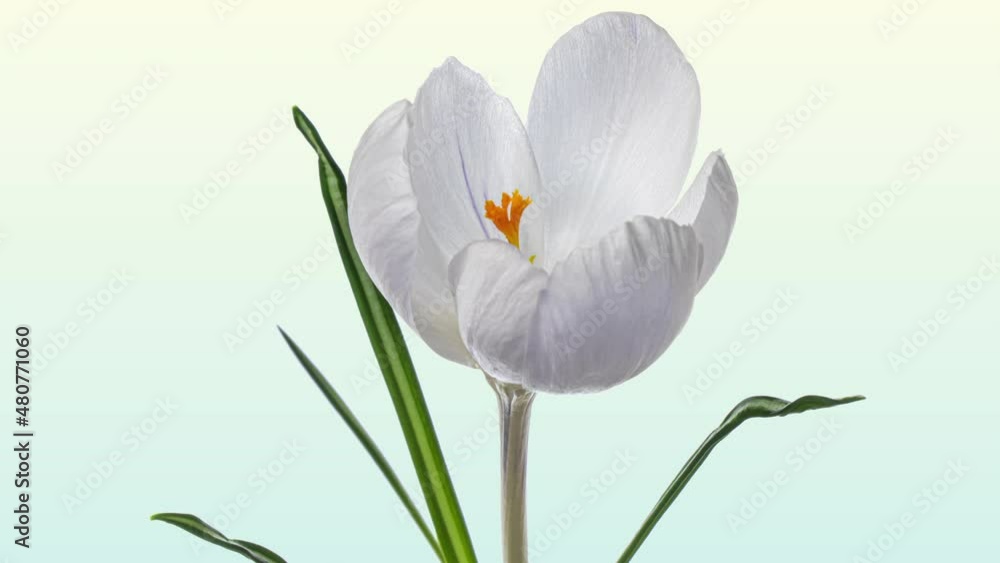 White Crocus Flower Blooming On green Background. Easter, spring, Mothers Day concept. Holiday design backdrop White Crocus Flower Blooming On green Background. Easter, spring, Mothers Day concept. Holiday design backdrop
