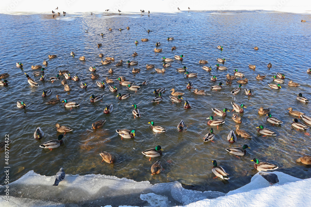 Many wild ducks swim on the water in winter. A flock of wild birds on the surface of a lake or river.