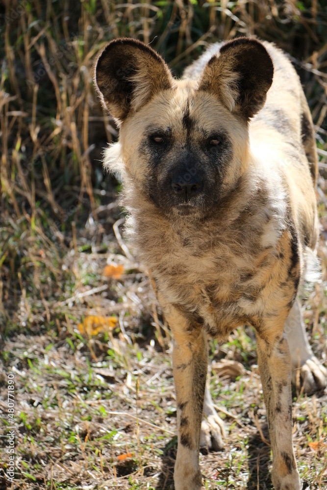 wild dog in a zoo wild dog in a zoo