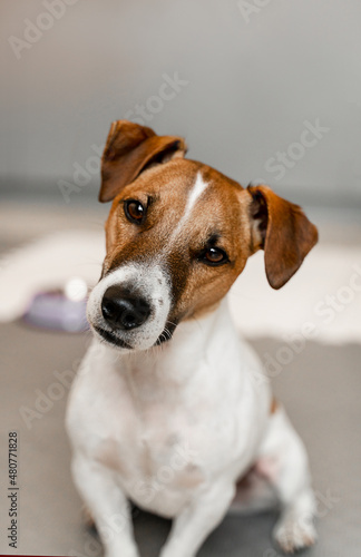 Close-up portrait of a jack russell dog looking at camera with interest.  © Александра Вишнева