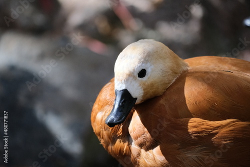 close up of a duck