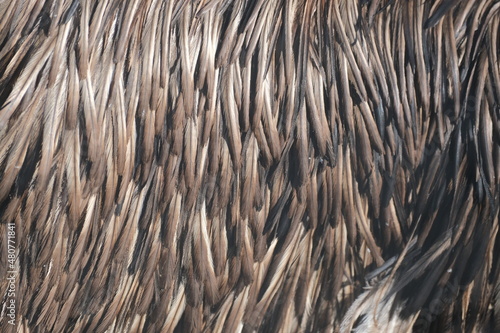 close up of feathers