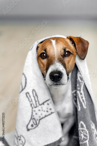 Close-up portrait of a Jack Russell dog in a white towel in the bathroom. Pet care concept