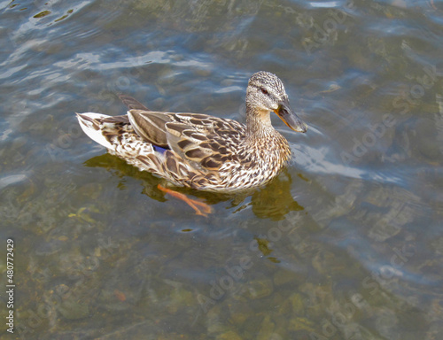 Young wild duck swims on the water. Female of wild duck is on surface of a lake, pond or river.