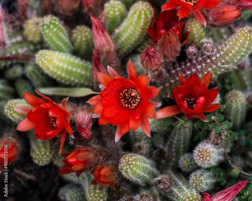 Cactus  Cactus Argentina  Cactus flower  Cactus close up