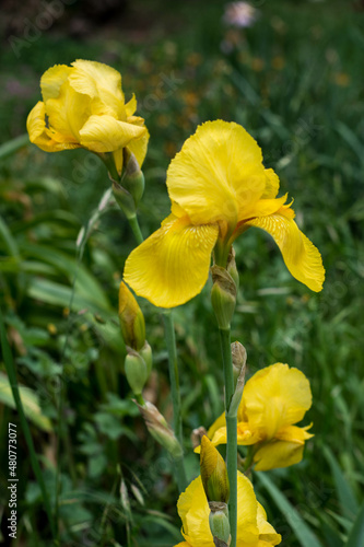 Yellow Lily