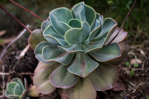 Green succulent, close up, plant