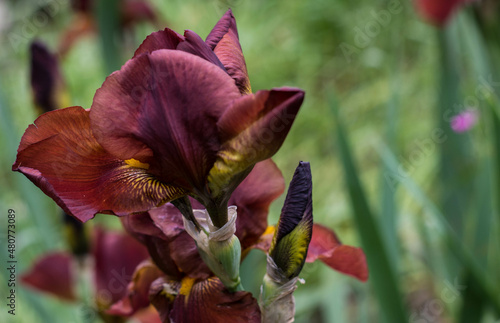Lily flower, iris flower, lirio flower