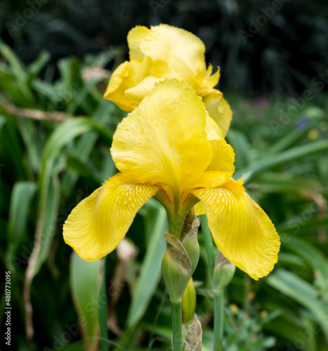 Yellow Lily