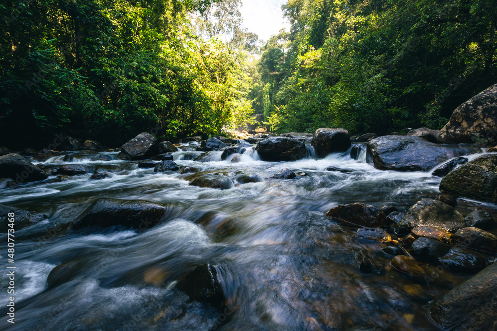 Sri Lanka Rainforest. Path in the jungle. Sinharaja Forest Reserve, Sri Lanka. 