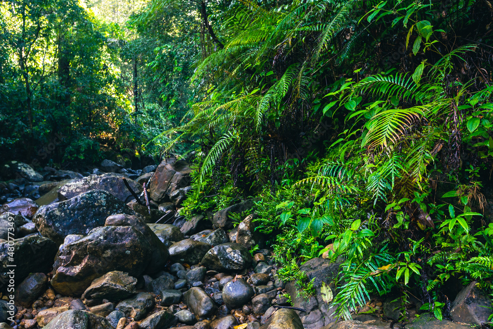Fototapeta premium Sri Lanka Rainforest. Path in the jungle. Sinharaja Forest Reserve, Sri Lanka. 
