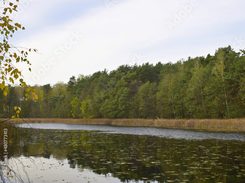 Fototapeta Naklejka Na Ścianę i Meble -  Drzewostan mieszany 6