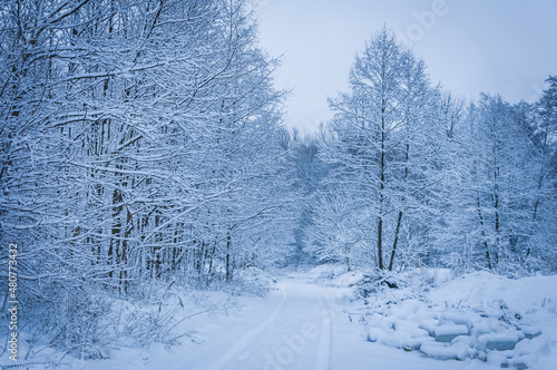 winter landscape, zimowy pejzaż z ośnieżonymi drzewami i krzakami photo