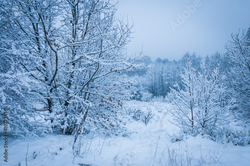 winter landscape, zimowy pejzaż z ośnieżonymi drzewami i krzakami