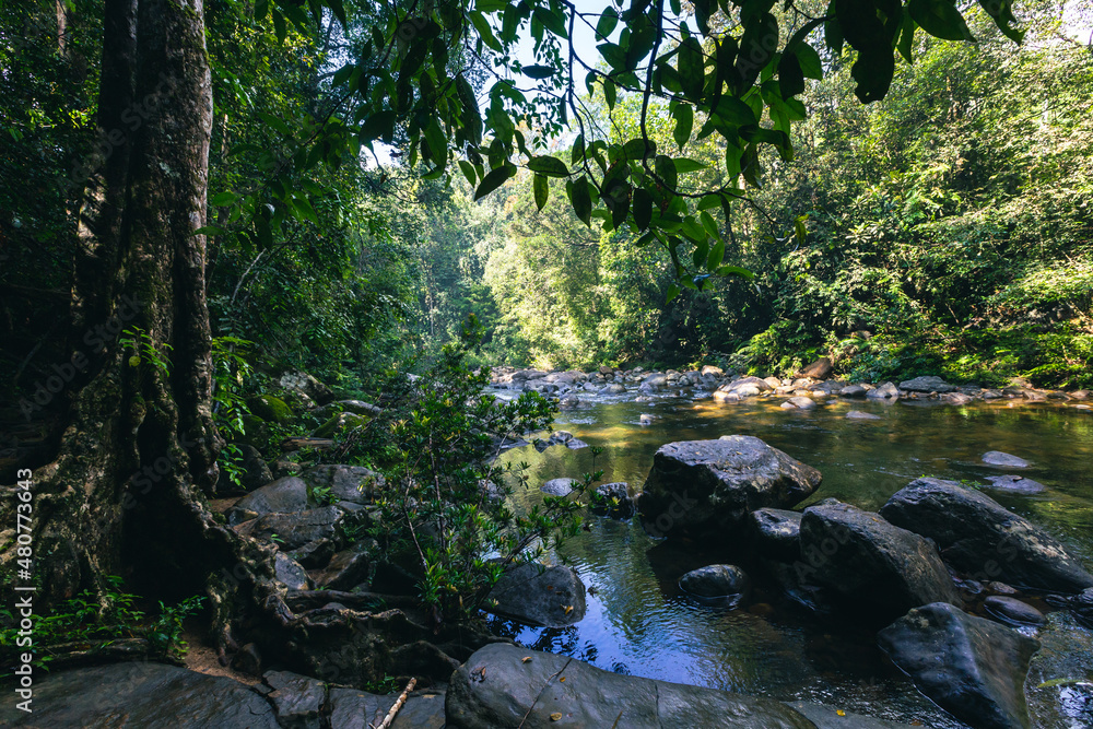 Naklejka premium Sri Lanka Rainforest. Path in the jungle. Sinharaja Forest Reserve, Sri Lanka. 
