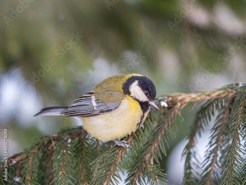 Obraz na płótnie Cute bird Great tit, songbird sitting on the fir branch w salonie
