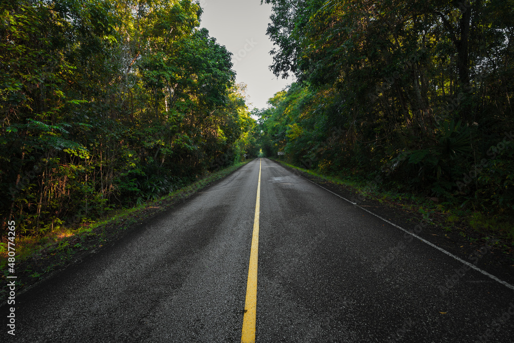 road in autumn forest road in autumn forest