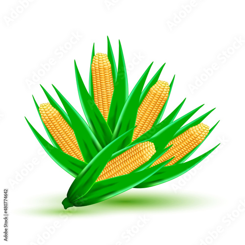 Corn cobs with leaves on white background, design element